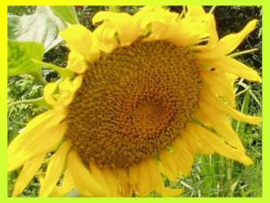 Подсолнух. Все про подсолнухи