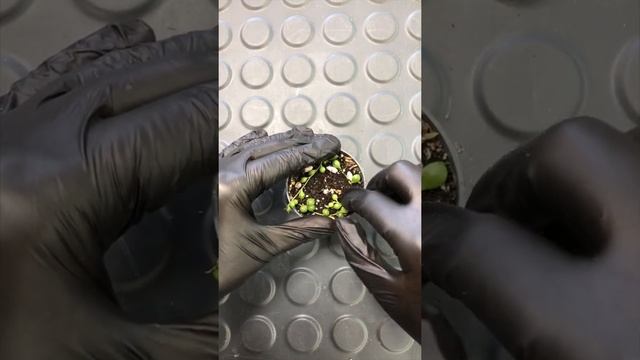 Крестовник укоренение смотреть онлайн