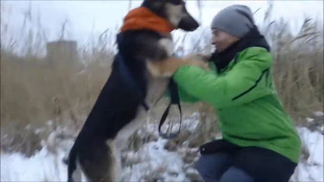 СТЭНЛИ НА ПРОГУЛКЕ смотреть онлайн
