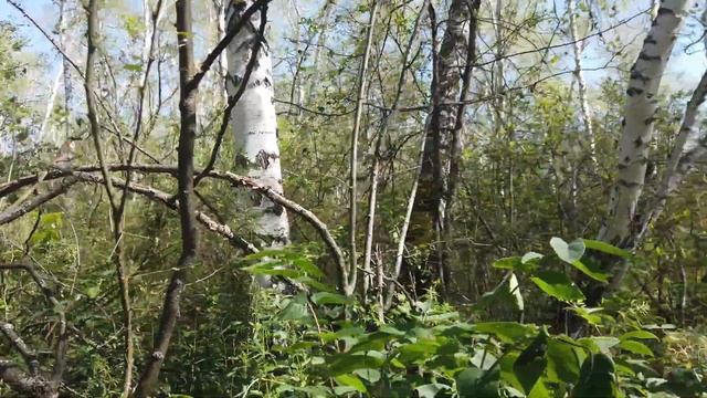 на скутере на казанский мыс озеро чаны. смотреть онлайн