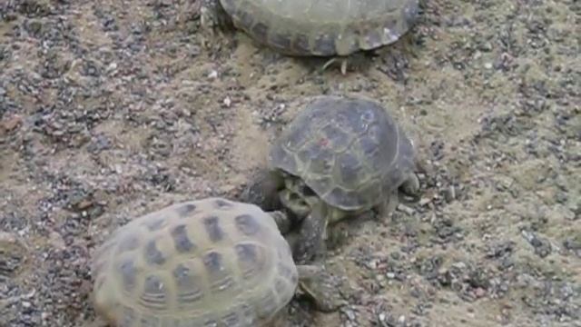 Брачный период черепах / turtle mating season смотреть онлайн