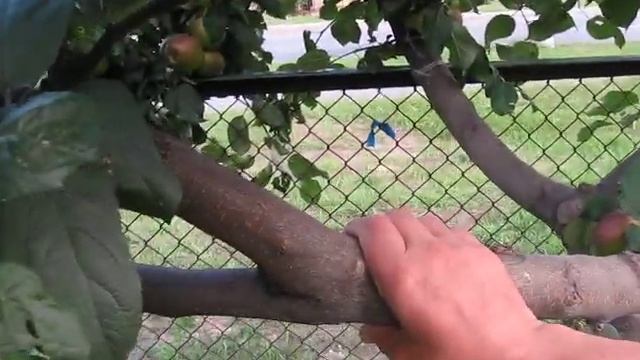 Заготовка черенков для окулировки смотреть онлайн