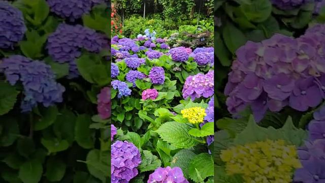 purple hydrangea смотреть онлайн