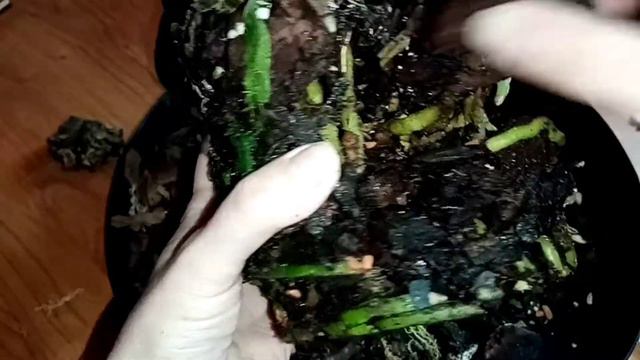 Когда корни почувствовали свободу😄😄😄Пересадка биг липа в закрытою систему. смотреть онлайн