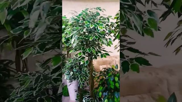 Искусственные фикусы на натуральных плетеных стволах. Только у нас смотреть онлайн
