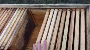 УЛЕЙ ЛЕЖАК как с ним работать пчеловодство для начинающего ??✅