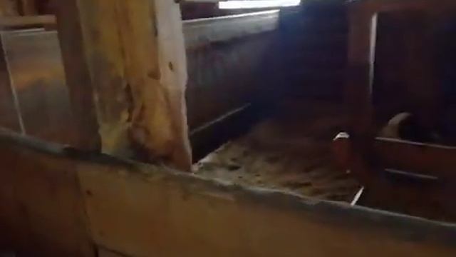 Лошади породистые скаковые(3) смотреть онлайн