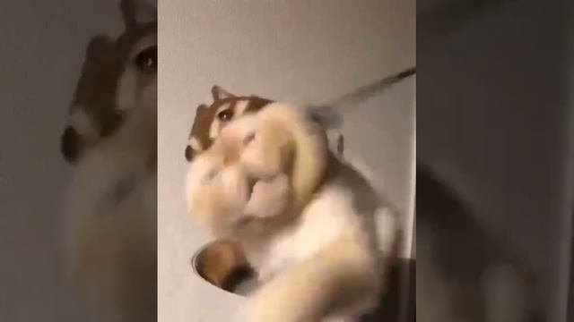 Кошка в костюме смотреть онлайн