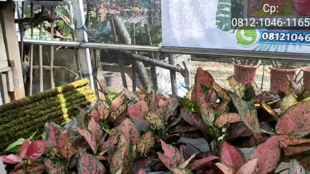 LIPUTAN PERDANA DI VIA PLANTS AGLAONEMA NYA CAKEP-CAKEP | START FROM 15RIBU смотреть онлайн