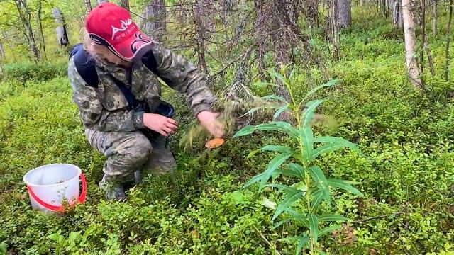 Вешенка устричная. Комбайн для ягод (грабилка). Неожиданная встреча в лесу ❤️ Карелия смотреть онлайн