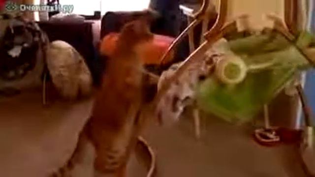 Кот укачивает ребёнка смотреть онлайн