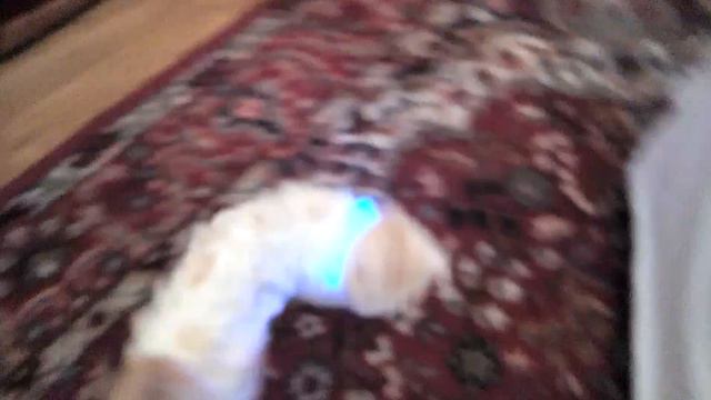 Светящийся ошейник(11) смотреть онлайн