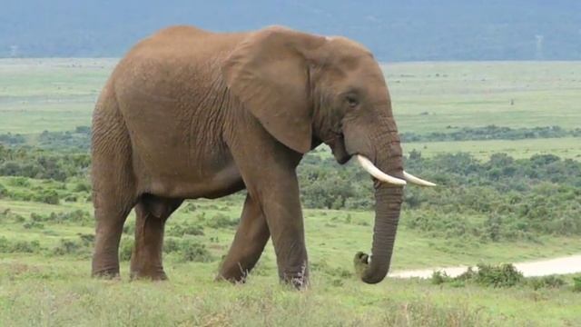 Lonely Elephant II смотреть онлайн