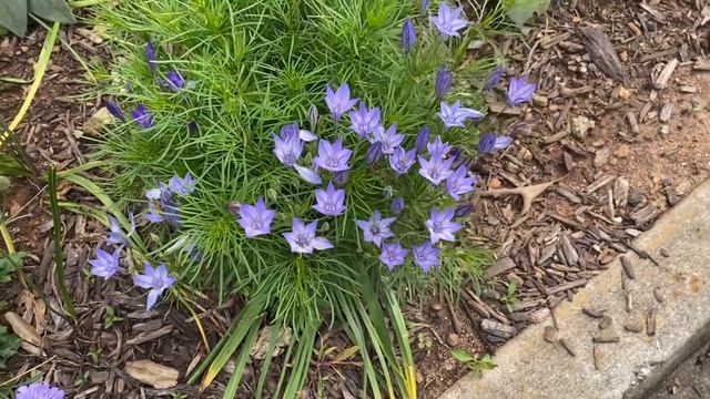 Triteleia (aka Brodiaea) 'Queen Fabiola' смотреть онлайн