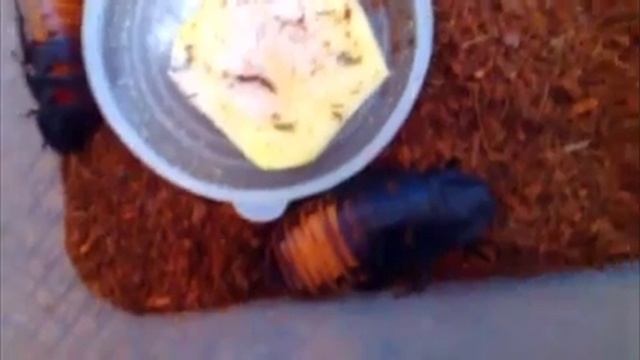 Мои мадагаскарские шипящие тараканы❤️? смотреть онлайн