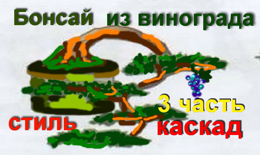3.Бонсай из винограда каскад, формировка,обрезка часть 3.