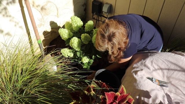 Planting a Limelight Prime Hydrangea ?? ~ birdhouse garden смотреть онлайн