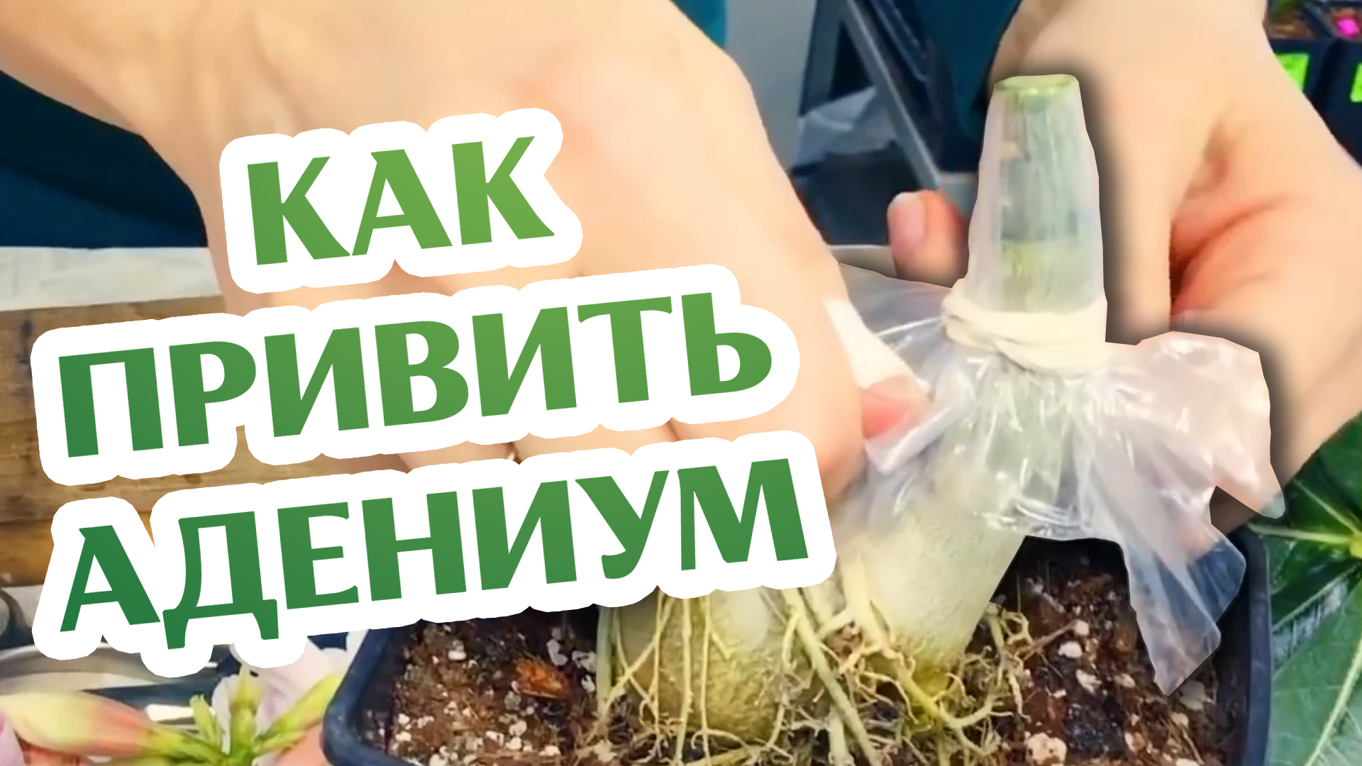 Как Прививать Адениум