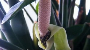 Как цветет замиокулькас — к чему примета