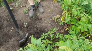 копаем картошку на пробу. результат удивляет....