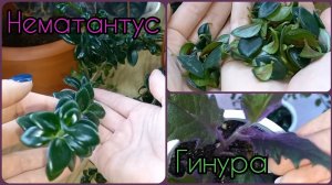 НЕМАТАНТУС_ГИПОЦИРТА_ЗОЛОТАЯ РЫБКА?Размножение?Черенкование?Укоренение?Грунт?Полив?Гинура?