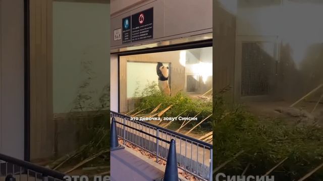 Самая большая панда Японии смотреть онлайн