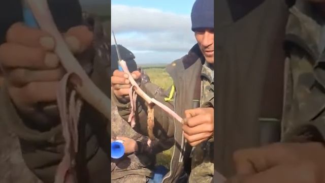 ? Панты оленя - удивительный деликатес народов Крайнего Севера смотреть онлайн