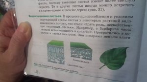 Биология 6 класс § 8 ВЛИЯНИЕ ФАКТОРОВ СРЕДЫ НА СТРОЕНИЕ ЛИСТА. (Автор: Пасечник В.В. )MAH00866