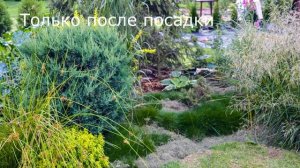 Лекция:  злаки, декоративные травы, природные цветники