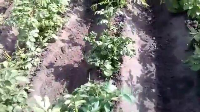Окучивание картофеля мототрактором. смотреть онлайн