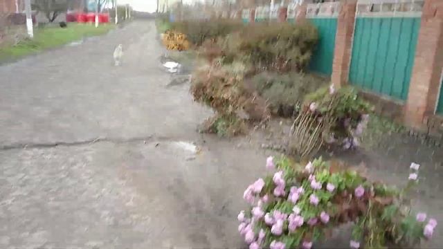 как вам красата цветы ??????????? смотреть онлайн
