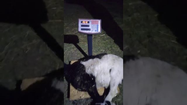 вес ягнят F1 смотреть онлайн