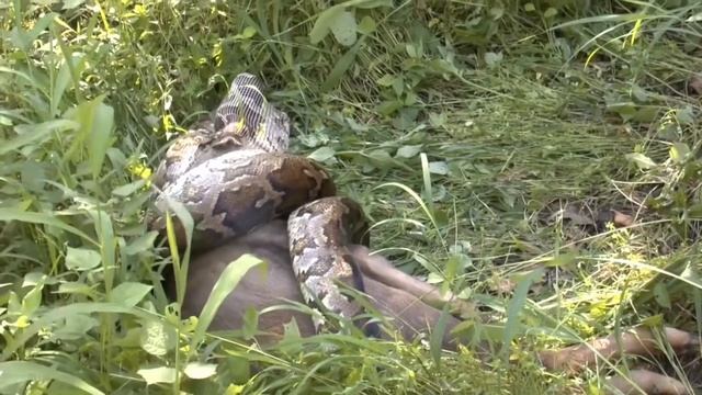 Python kill a swallow deer// python eat a swallow deer смотреть онлайн