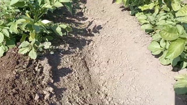 самодельный окучиватель картошки часть 2 смотреть онлайн