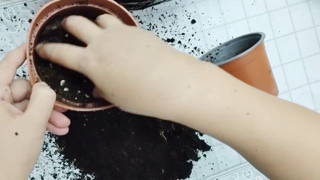 Сатып алған гүлді не істейміз. Сатып алған гүл өлді. ГҮЛДЕР ӘЛЕМІ. ҮЙ ГҮЛДЕРІ КҮТІМІ смотреть онлайн