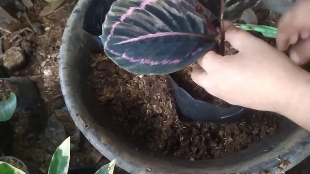 Calathea Dottie Care: How To Propagate Calathea Dottie смотреть онлайн