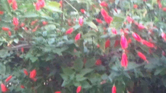 🦋Кипр.Сказочная природа. смотреть онлайн