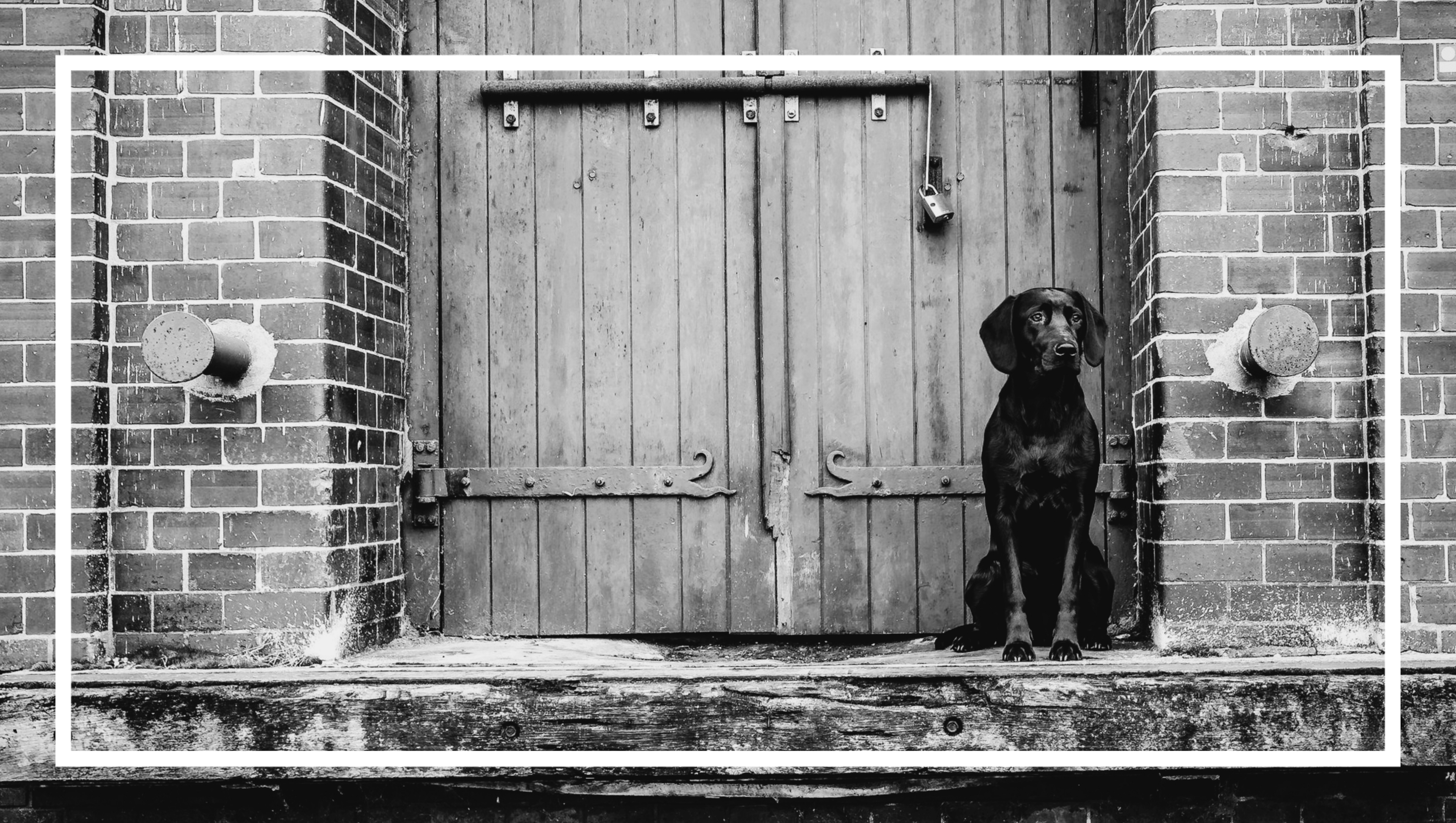 Я подобно собаке (cover Чиж & Сo.) смотреть онлайн