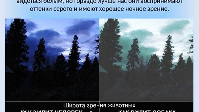 Различают ли собаки цвета или нет и какие смотреть онлайн