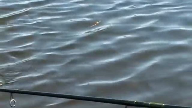Прикольная рыбалка НА СОБАКУ и ВОРОБЬЯ. Неподражаемые приманки. смотреть онлайн