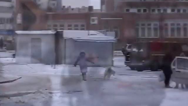 собачье сердце