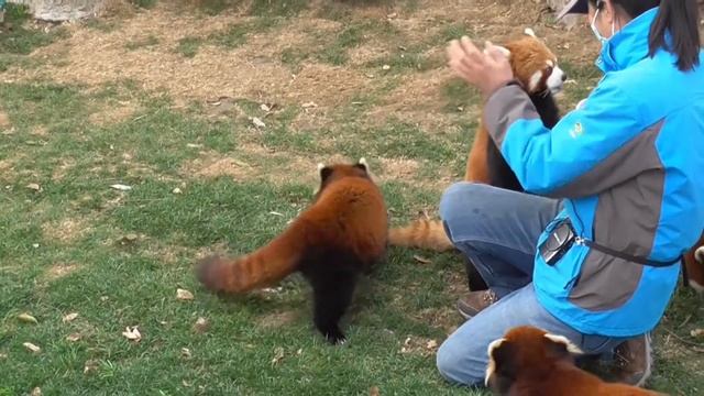 The breeder and the Red Panda play together смотреть онлайн