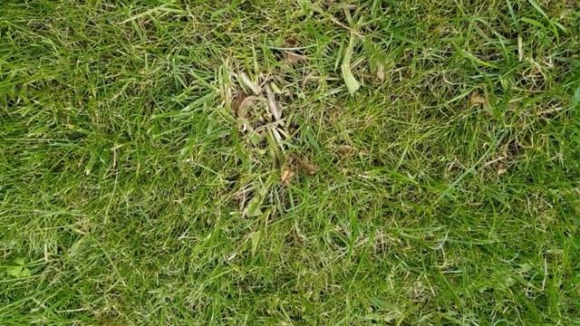 Избирательный гербицид. смотреть онлайн