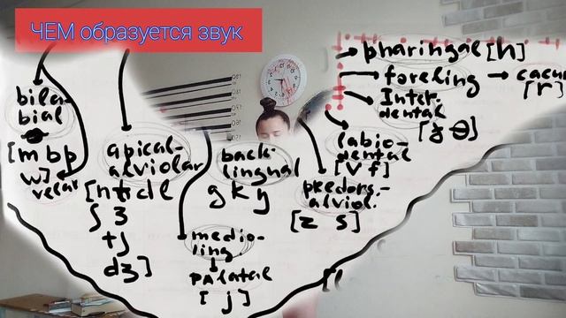 Ч. 1.КЛАССИФИКАЦИЯ СОГЛАСНЫХ ЗВУКОВ∆ фонетика ∆смычны палатальные какуминальные и все самое вкусное смотреть онлайн