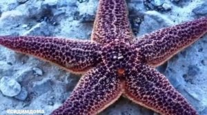 «Морские обитатели» занятие для детей младшей группы детского сада