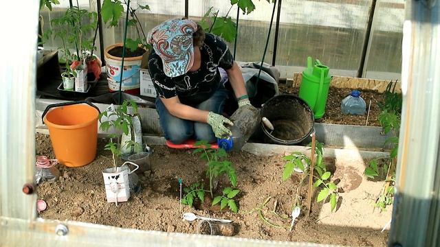 61_Томаты и вкусняшки для них при высаживании в теплицу смотреть онлайн