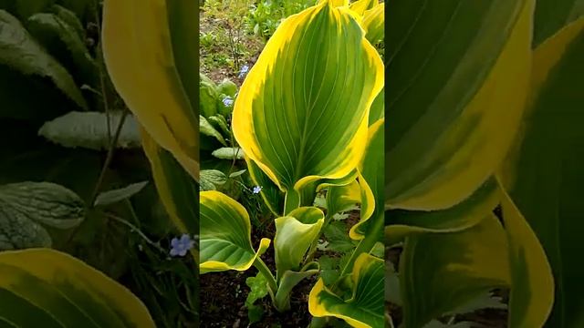 Сравните хосты Либерти, Мейджик Файер и Клиффорд Форест Файэр смотреть онлайн