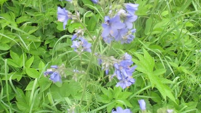 Синюха голубая наш абориген, который может и клумбу украсить. смотреть онлайн