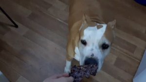 Сушим говяжье лёгкое для собак в дегидраторе (сушилка для овощей). Лакомство для собак своими рукам