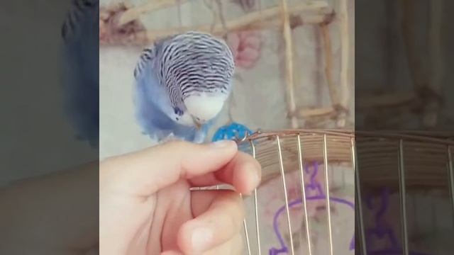 Разговор волнистого попугая.Говорящий попугай Жорик смотреть онлайн